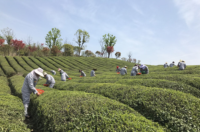 1492495491261486.jpg 青山湖校区春茶采摘进行时_副本.jpg