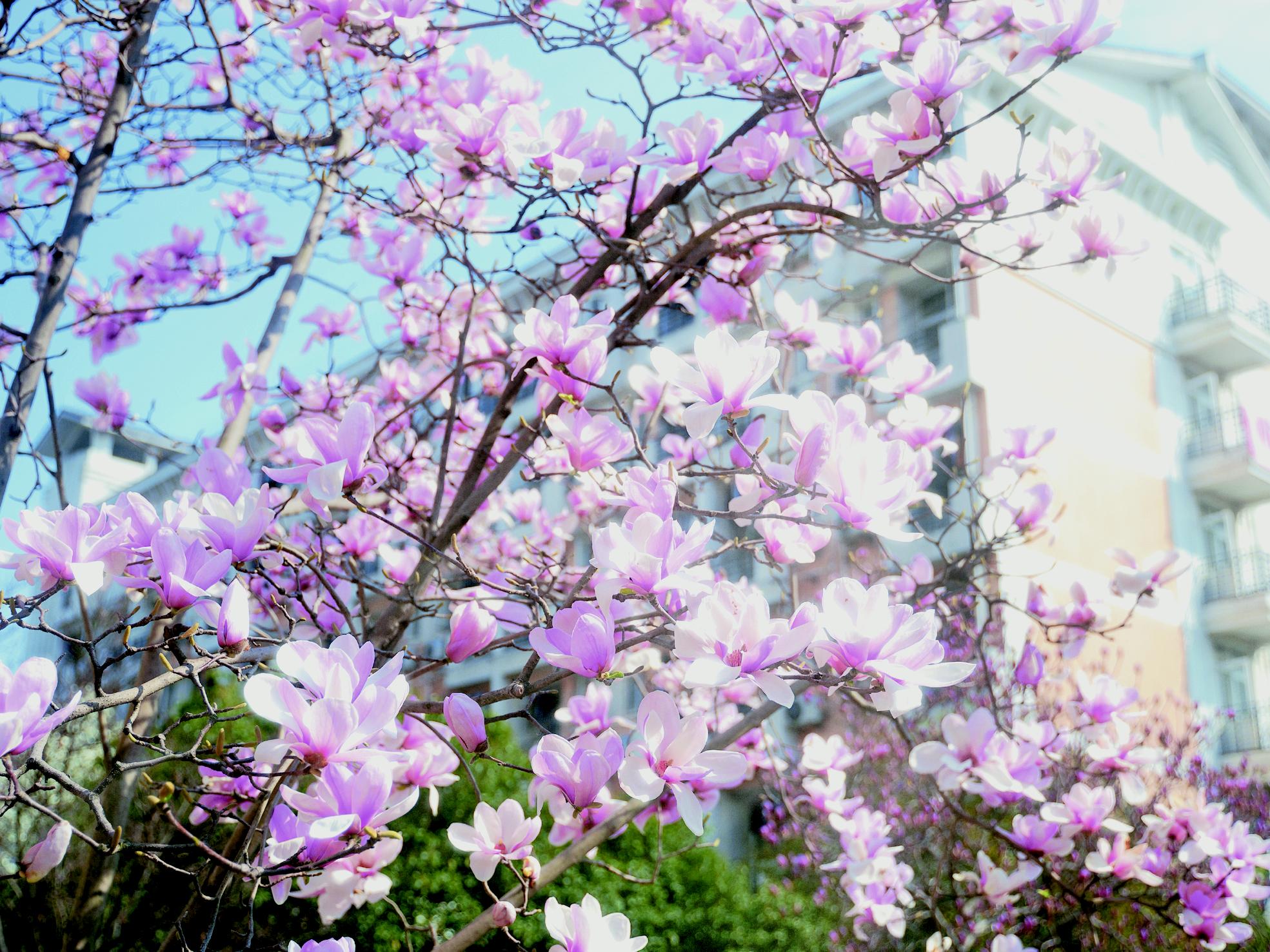 花开成海,春光处处惹人醉